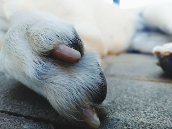 Close-up of a dog