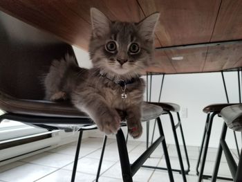 Portrait of cat on chair