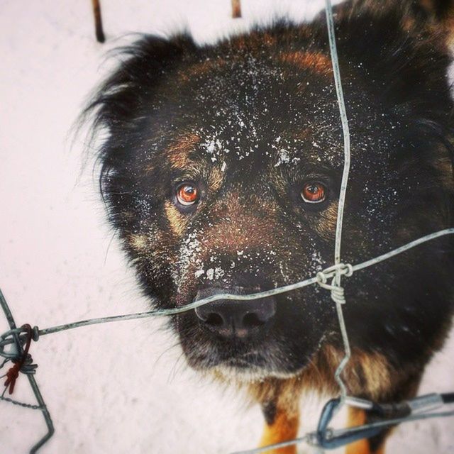 Caucasianmountaindog