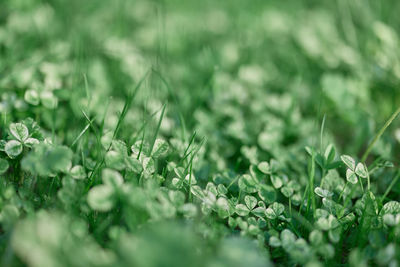 Close-up of fresh green plants