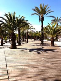 Palm trees against blue sky