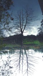 Reflection of trees in lake