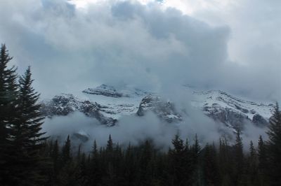 Low angle view of trees and mountains during winter