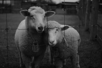 Close-up of sheep fenced in