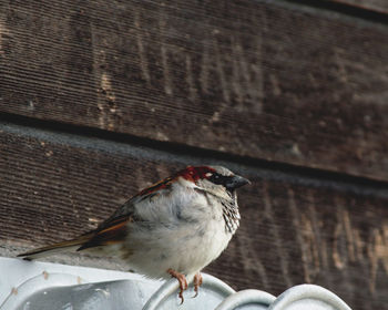 Close-up of bird perching on wall