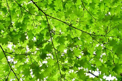 Low angle view of leaves on tree