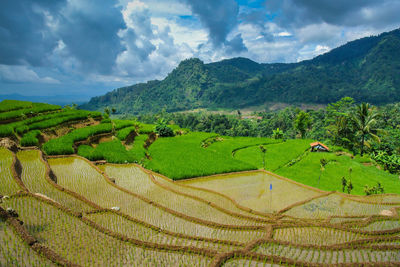 Scenic view of agricultural field against sky