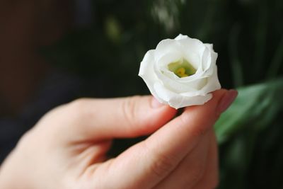 Close-up of hand holding white rose