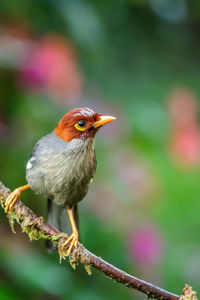 Close-up of bird perching on plant