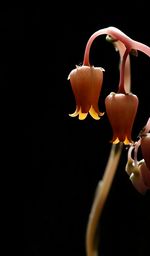 Close-up of orange flowers against black background