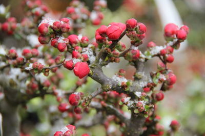 Close-up of berries growing on tree