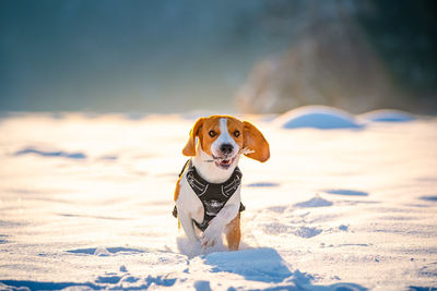 View of a dog on snow covered land