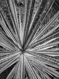 Close up of wet grass blades