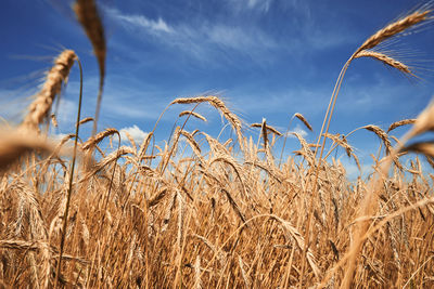 Rye ears close up. rye field in summer day. harvest concept