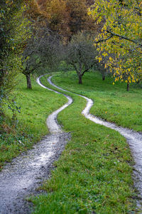 Woodland path