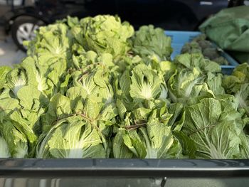 Close-up of vegetables