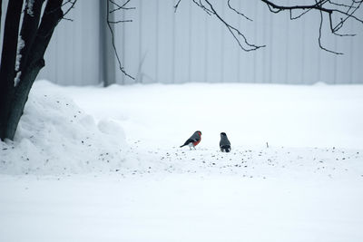 People on snow covered field