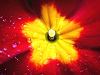 Full frame shot of water drops on red flower