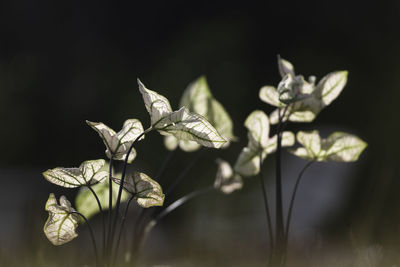 Close-up of wilted plant