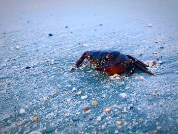 High angle view of insect on sand