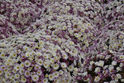 Full frame shot of purple flowering plants