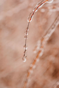 Frozen raindrops on a stem
