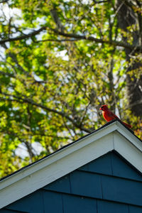 Low angle view of bird perching on building