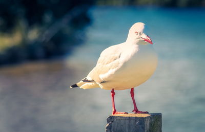 Close-up of seagull perching on water