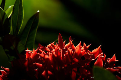 Close-up of red flowering plant