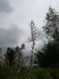 Close-up of plants against sky