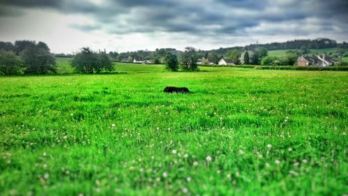 Scenic view of grassy field against cloudy sky