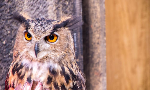 Close-up portrait of owl