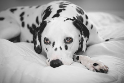 Close-up portrait of dog relaxing on bed at home