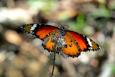 Close-up of butterfly on leaf