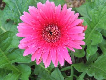 Close-up of pink flower