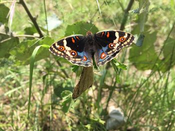 Close-up of butterfly perching on plant