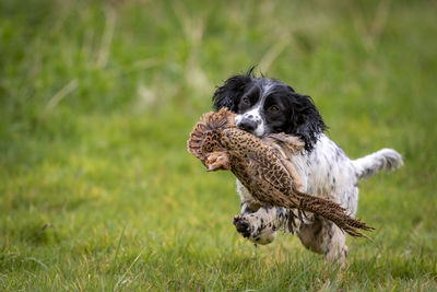 Dog running on field