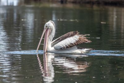 Birds swimming in lake