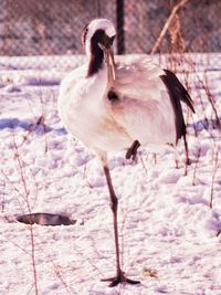 Close-up of a bird