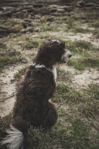 Dog watching to the beach