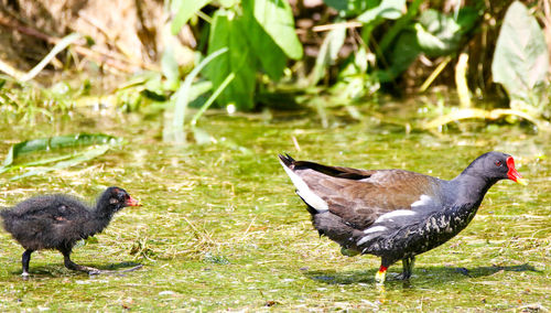 Pigeons on a land