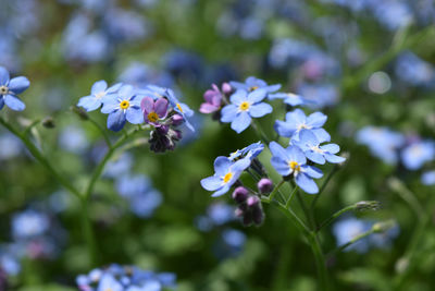 Close-up of purple flowers blooming outdoors