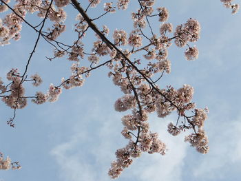 Low angle view of cherry blossoms against sky