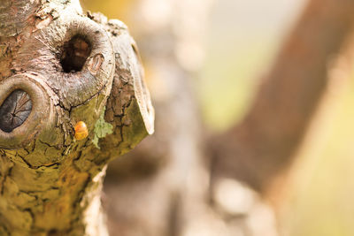 Close-up of old wood