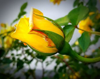 Close-up of yellow flower blooming outdoors