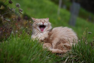 View of cat yawning