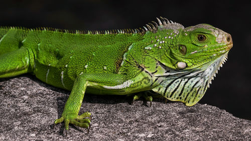 Close-up of lizard on leaf
