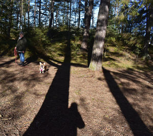 Shadow of a person riding a dog