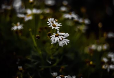 Close-up of white flowering plant on field