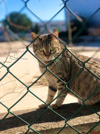 Portrait of a cat seen through chainlink fence